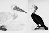 Pelican și cormoran