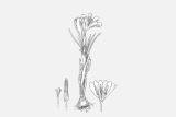 Brândușa galbenă (Crocus aureus)